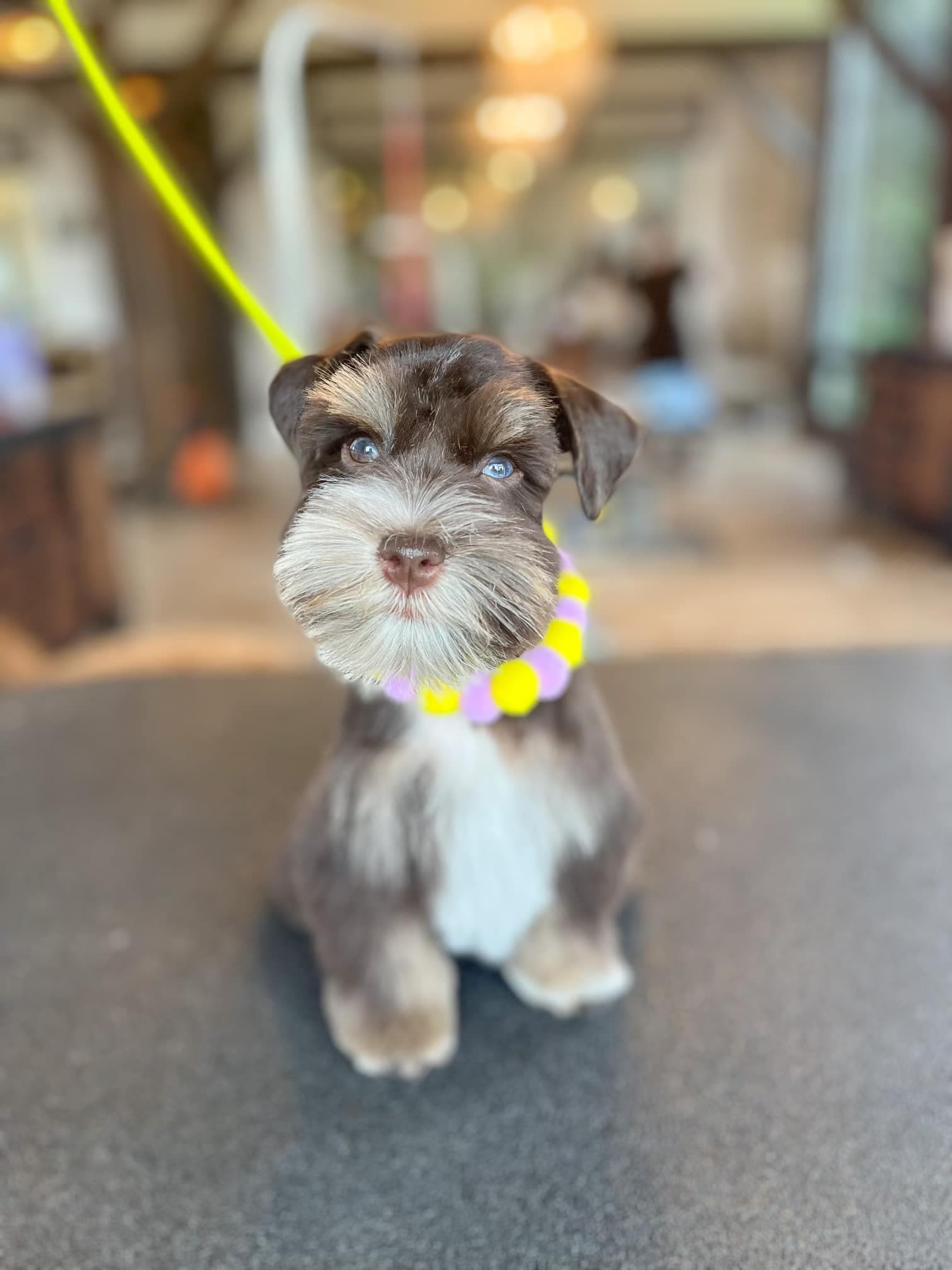 Chocolate and white miniature schnauzer puppy wearing a yellow and pink bead collar on the grooming table