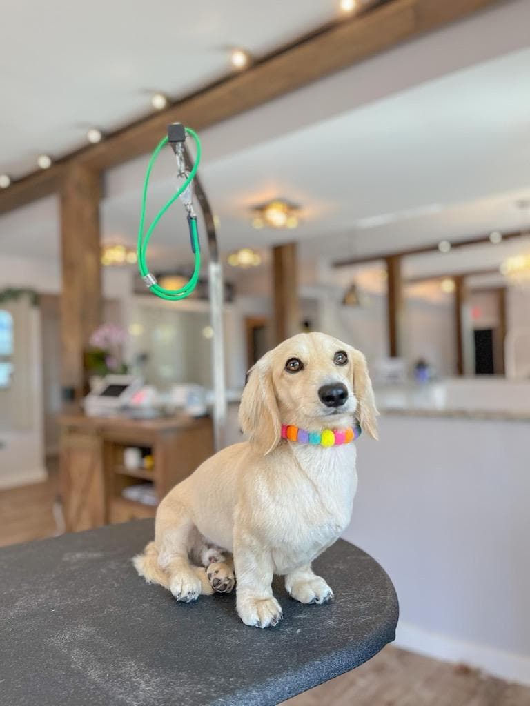 Cream long-haired dachshund with a rainbow pom-pom collar sitting on a grooming table in the salon