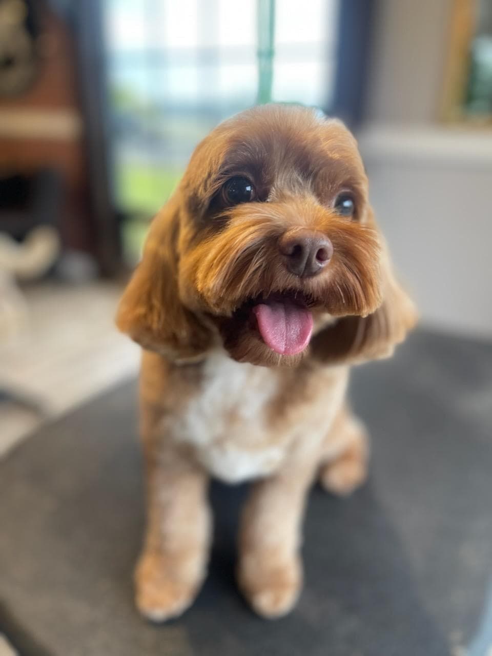 Fluffy red cavapoo with its tongue out after a groom