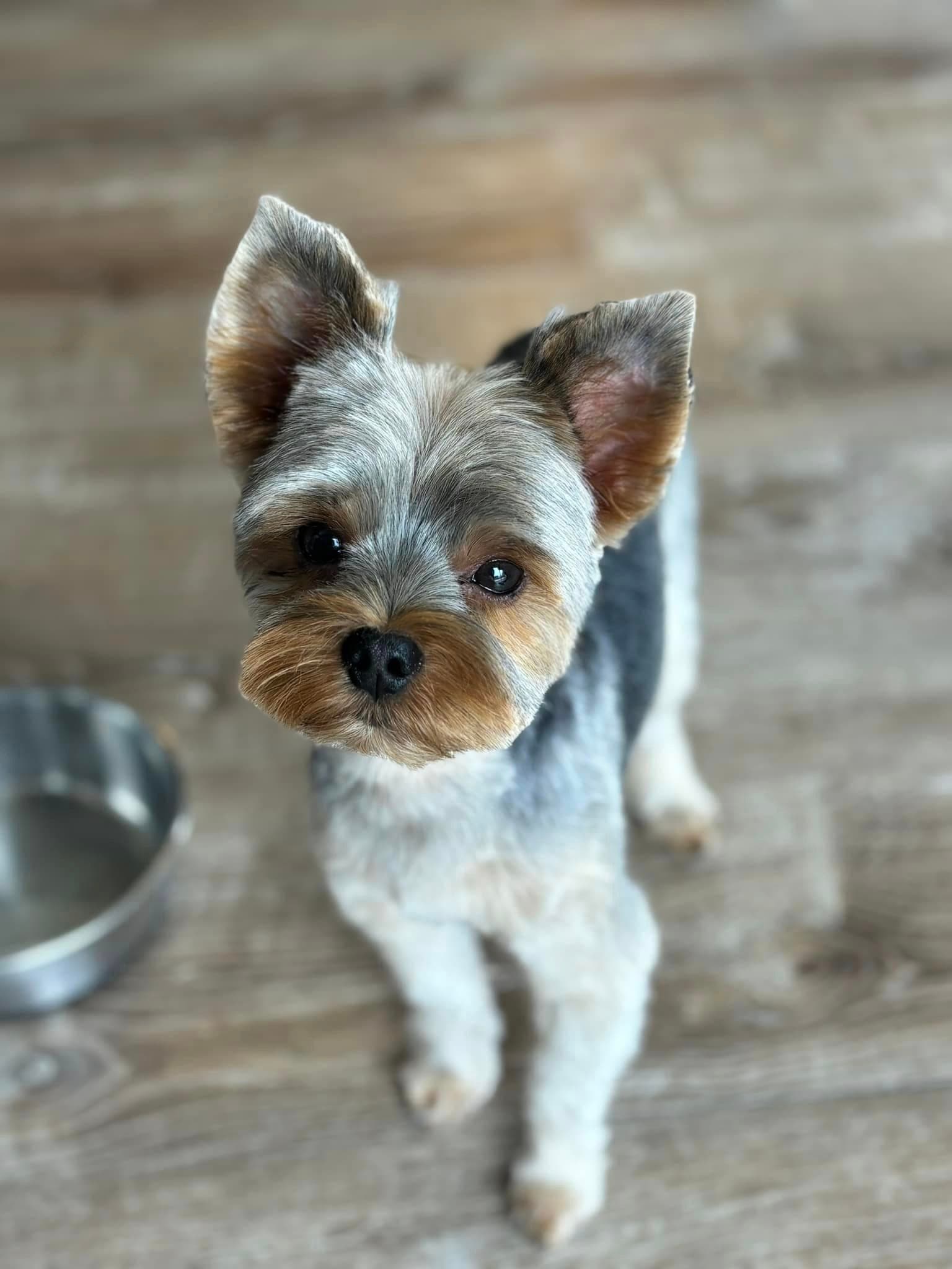 Freshly groomed Yorkshire terrier standing on a wood floor next to a water bowl