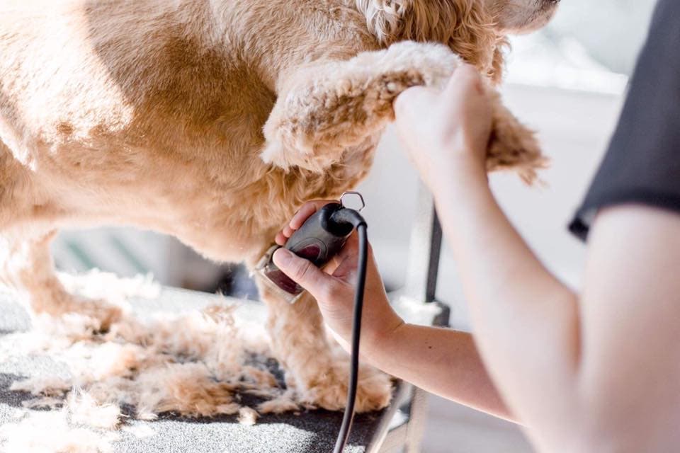 Groomer clipping the coat of an apricot doodle