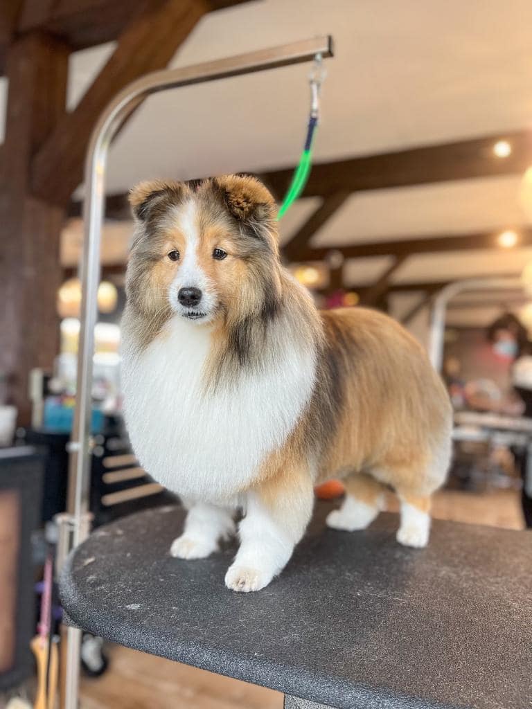 Shetland sheepdog standing on a grooming table in the salon
