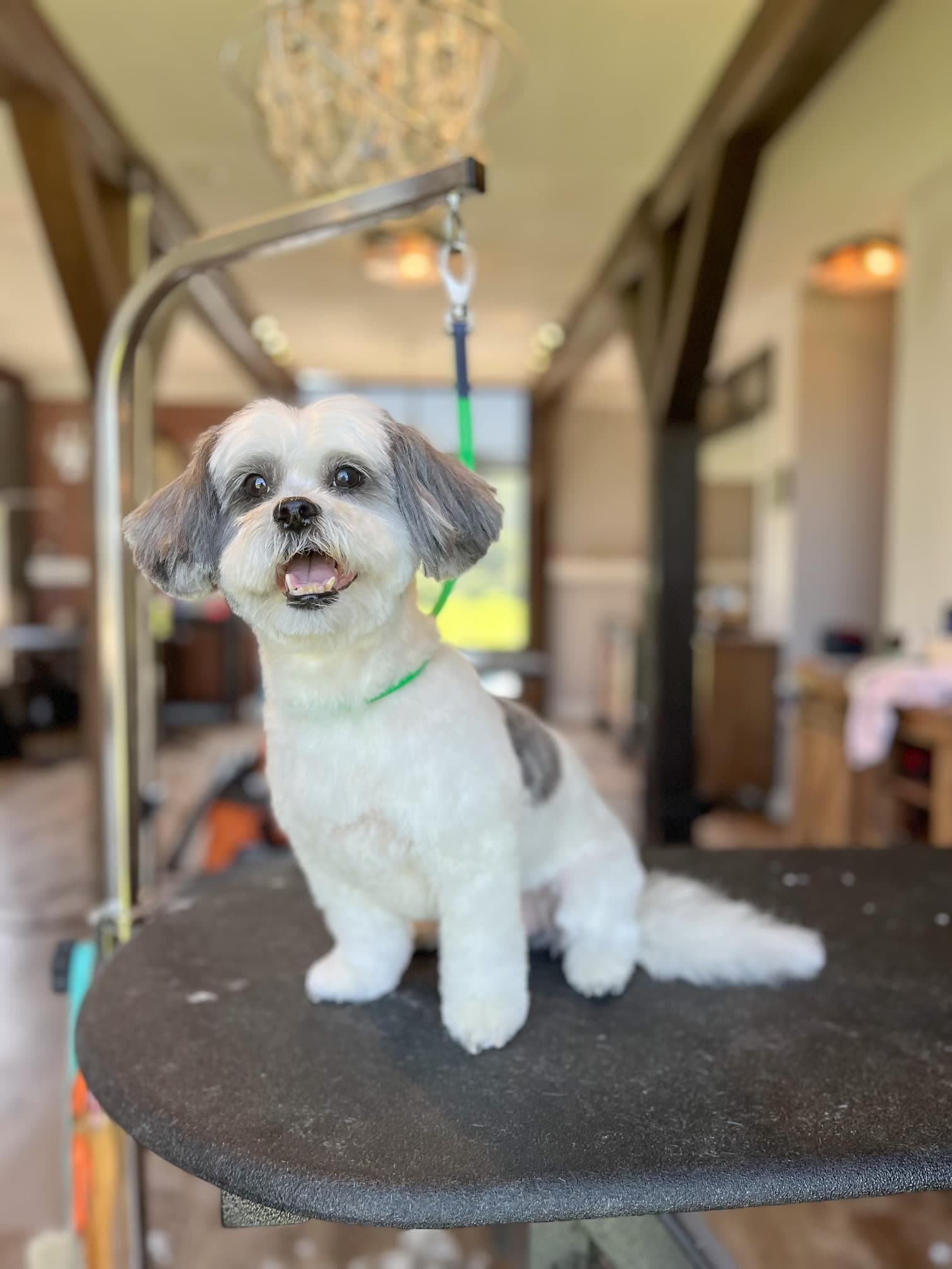 Black and white shih tzu sitting on a grooming table under a chandelier