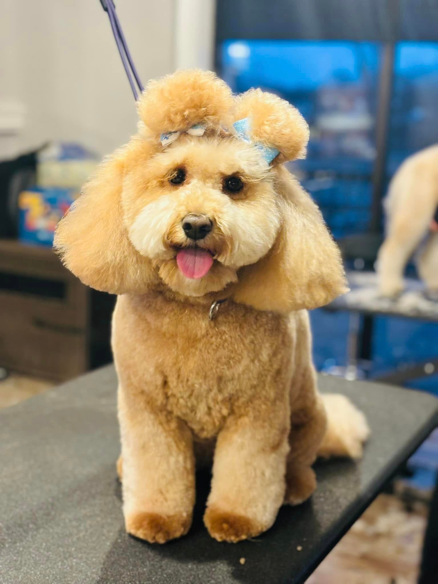 Apricot poodle with a teddy bear face and a bow in its topknot