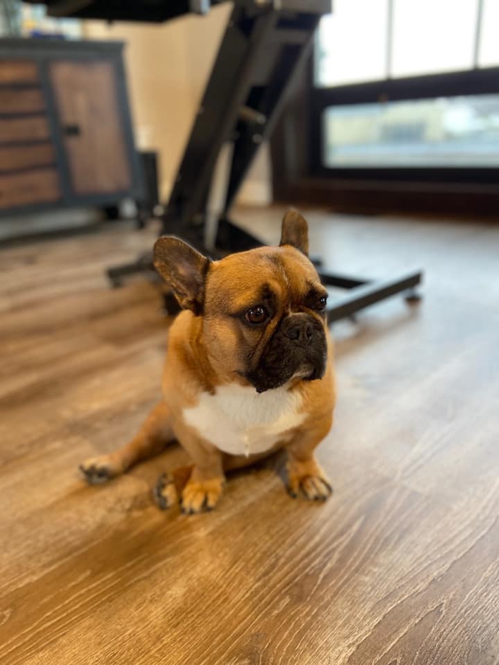 Fawn French bulldog sitting on the salon floor