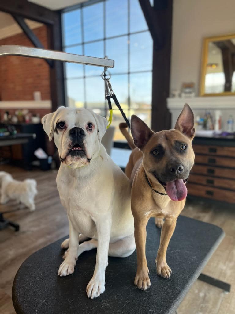 White boxer and a tan shepherd mix sitting together on a grooming table
