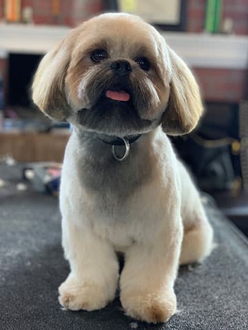Shih tzu with a rounded teddy bear haircut sticking out its tongue