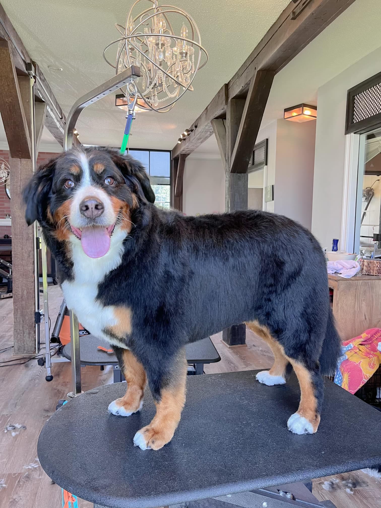Bernese mountain dog standing on a grooming table in the salon