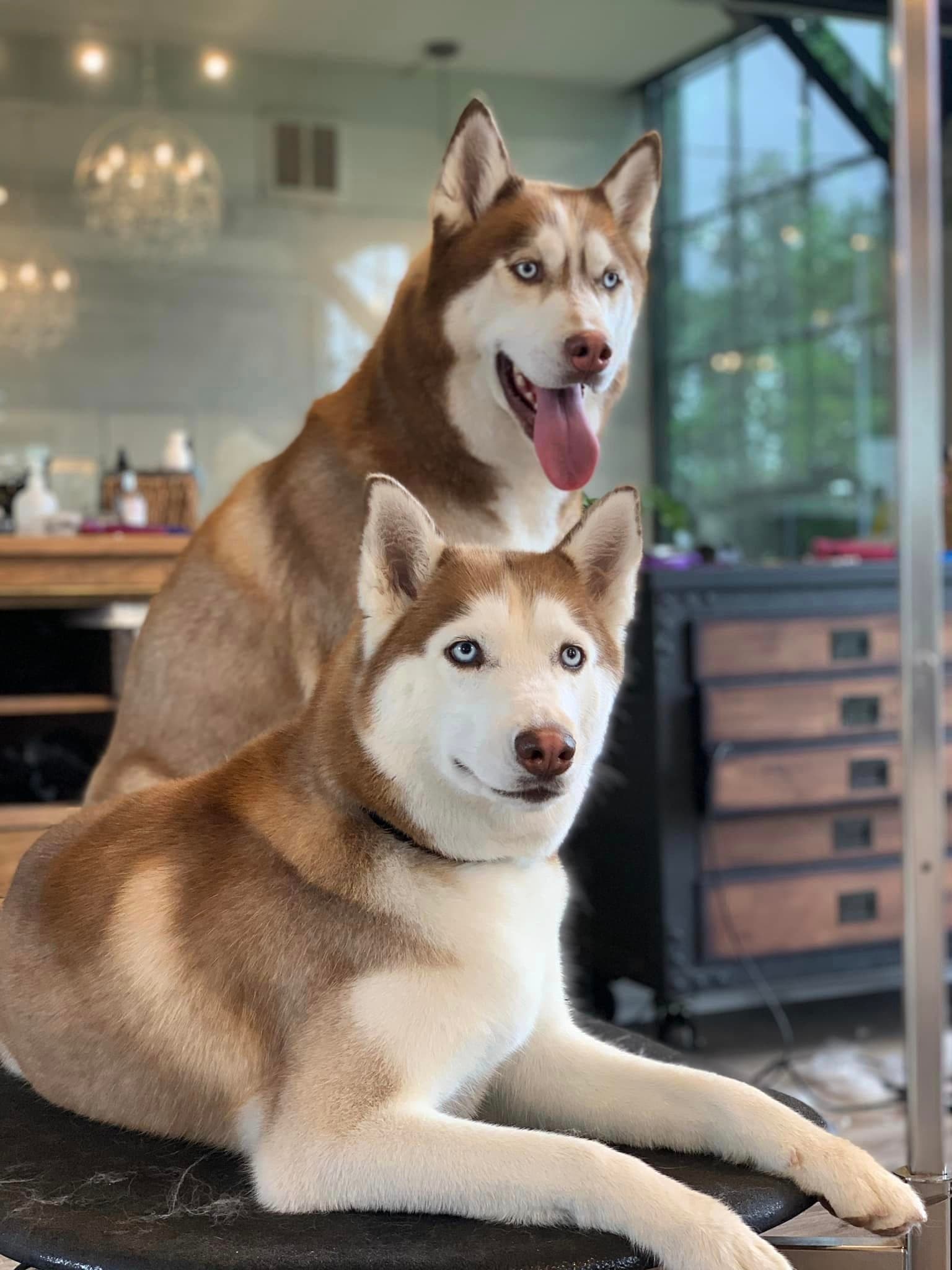 Two red and white Siberian huskies posing together on a grooming table