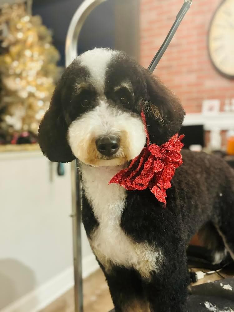 Black and white Bernedoodle wearing a red sparkly bow