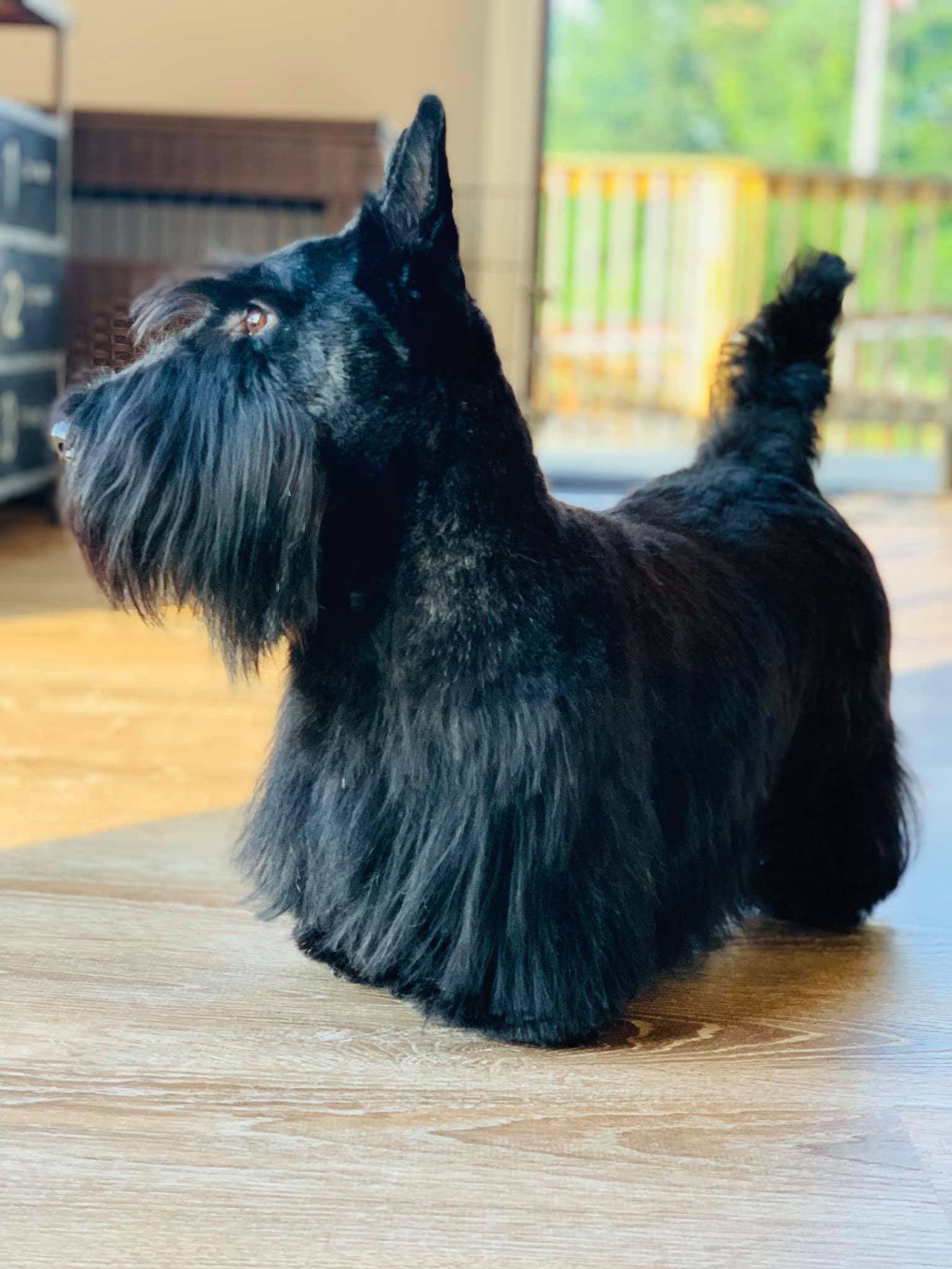 Black Scottish terrier standing in profile on a wood floor