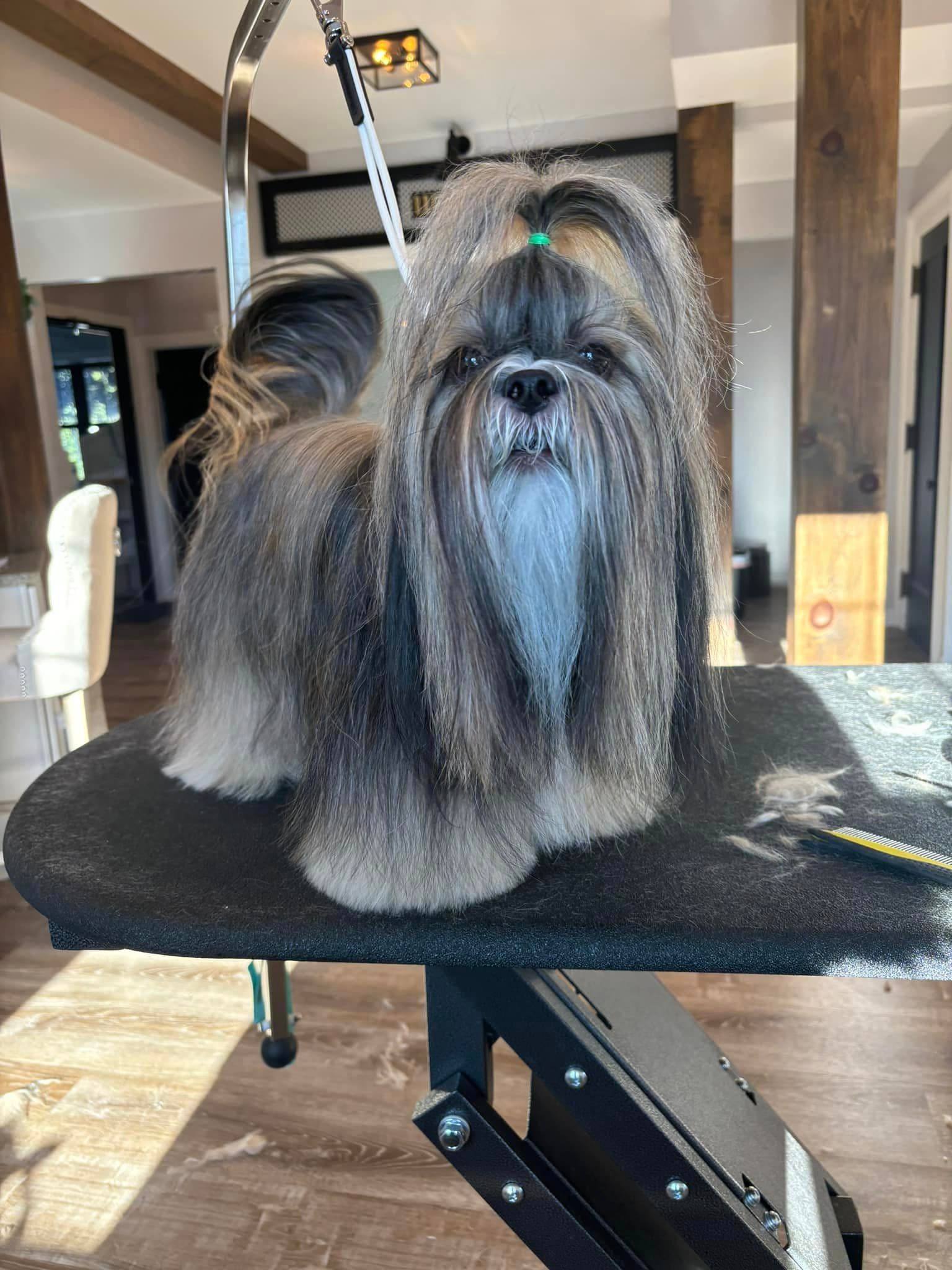 Shih tzu with a long, full brushed-out coat on a grooming table