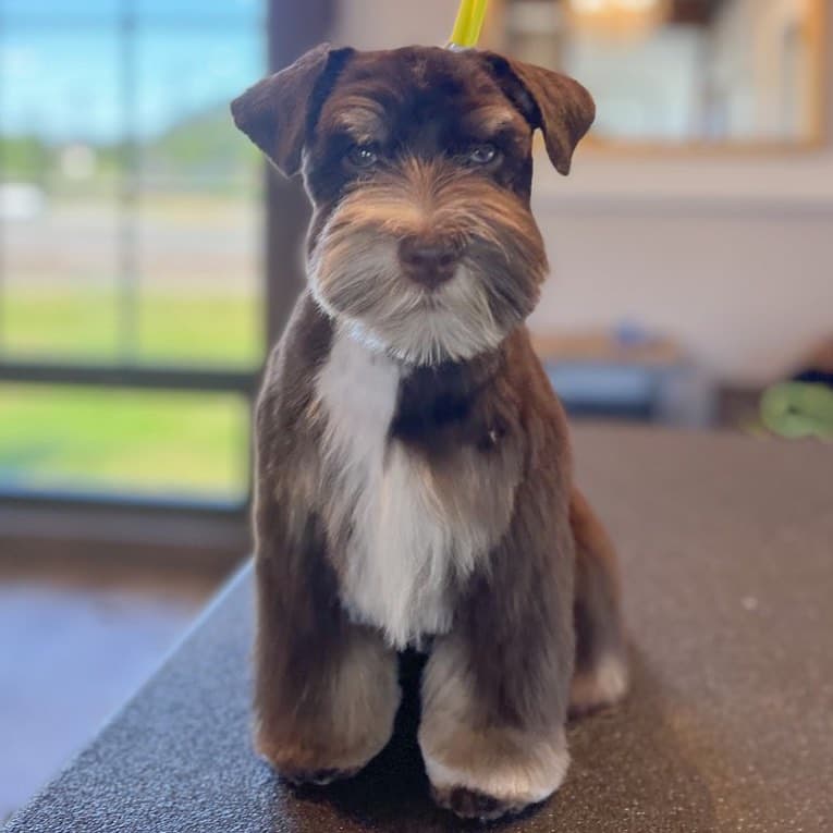 Brown and white schnauzer with a groomed beard on a grooming table