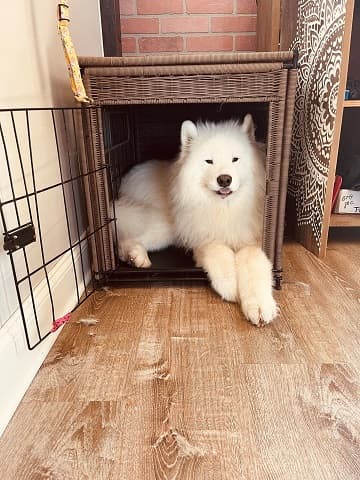 Fluffy white Samoyed lying in an open wicker crate