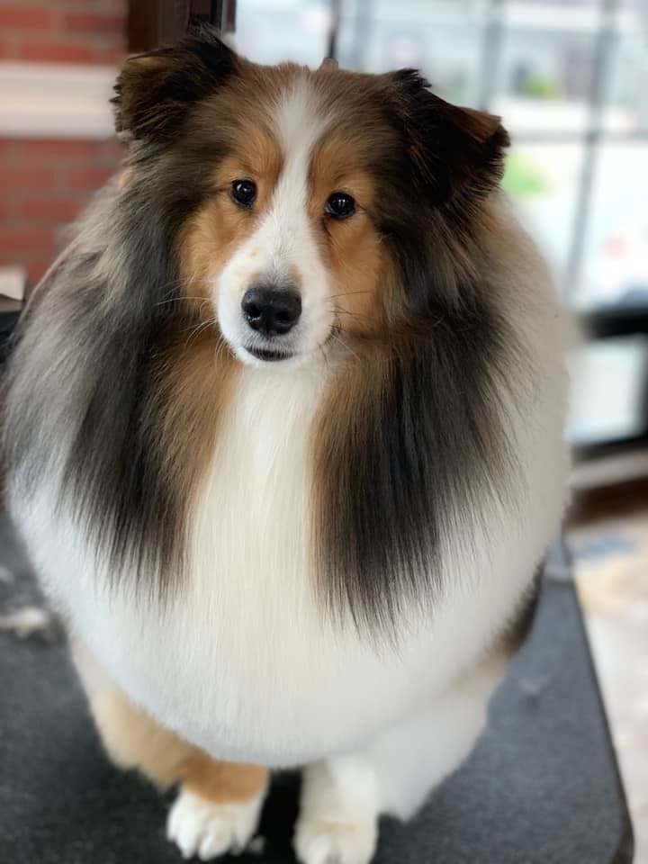 Close-up of a sable and white Shetland sheepdog