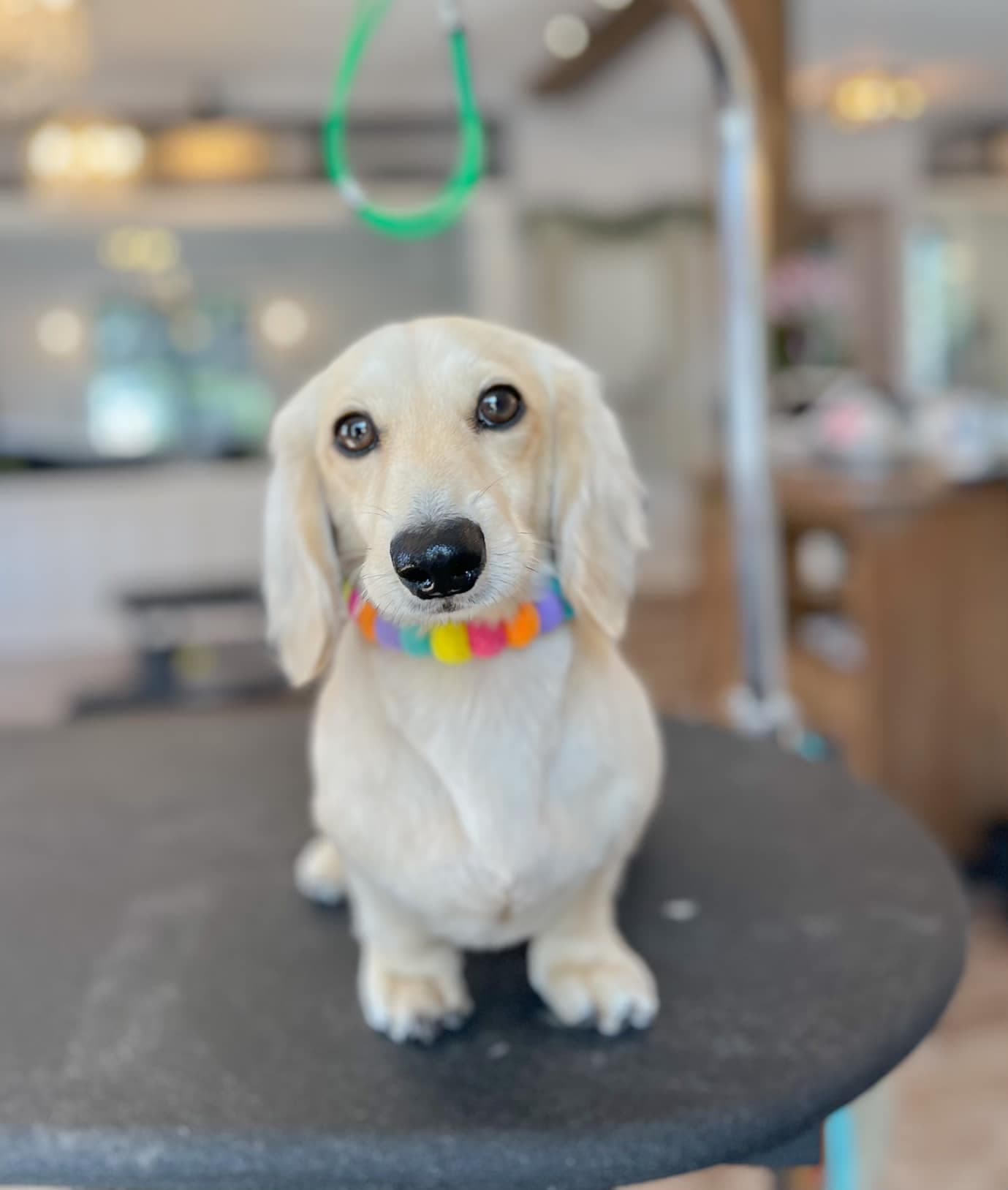 Cream dachshund wearing a rainbow pom-pom collar on a grooming table