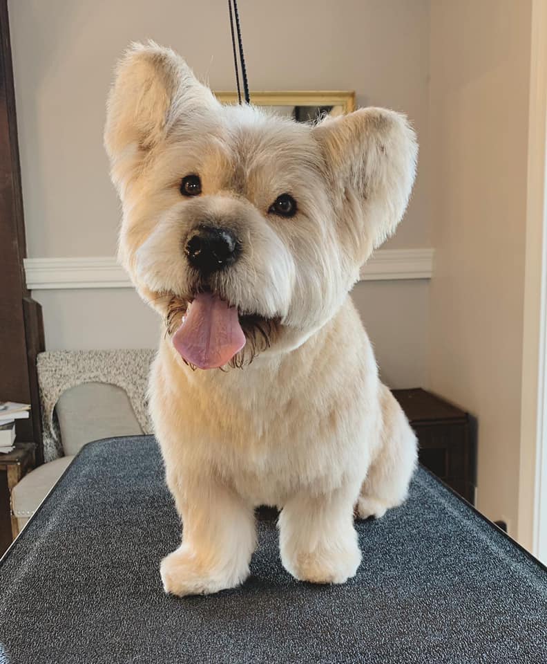 Fluffy cream dog with big ears and its tongue out on a grooming table