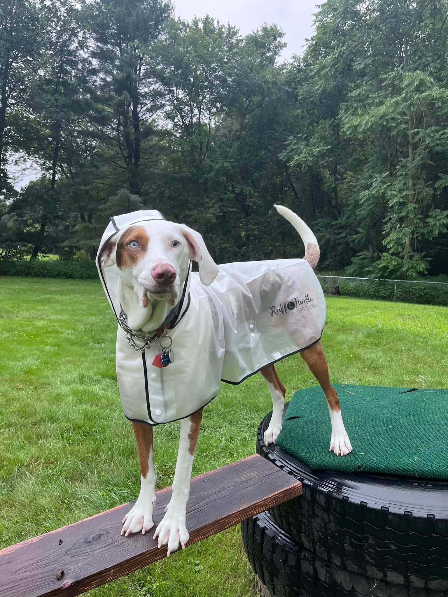 Hound dog wearing a clear raincoat outdoors on the grass