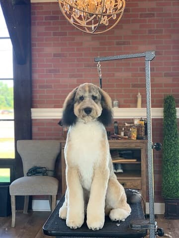 Black and cream sheepadoodle sitting on a grooming table by a brick wall
