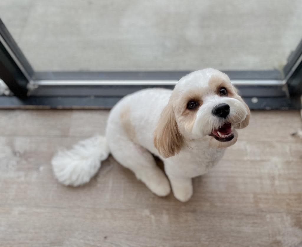 Small white and tan dog lying on a wood floor and smiling