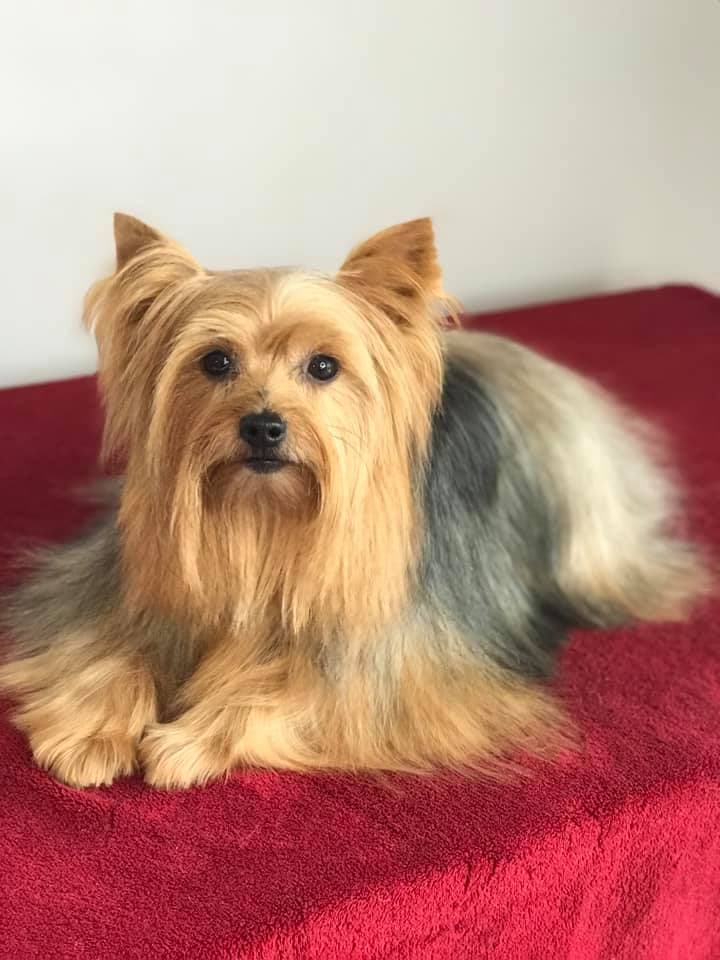 Long-coated Yorkshire terrier lying on a red blanket