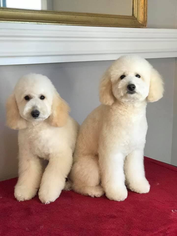 Two white poodles sitting side by side on a red table