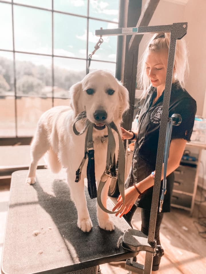 Groomer with a light golden retriever on the grooming table