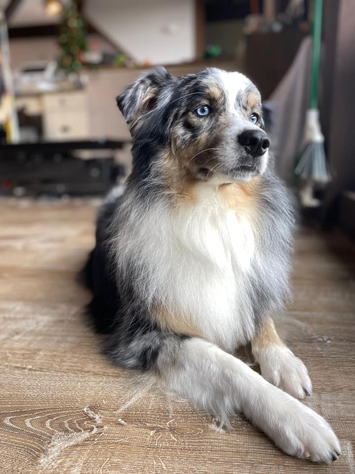 Blue merle Australian shepherd lying on a wood floor
