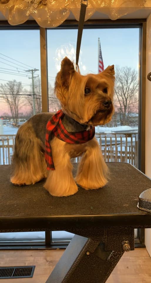 Yorkshire terrier in a red plaid bandana on a grooming table