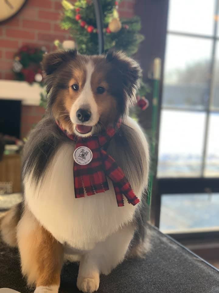 Shetland sheepdog wearing a red plaid bow in front of a Christmas tree