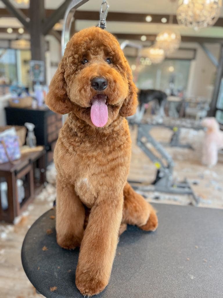 Red goldendoodle sitting on a grooming table with its tongue out