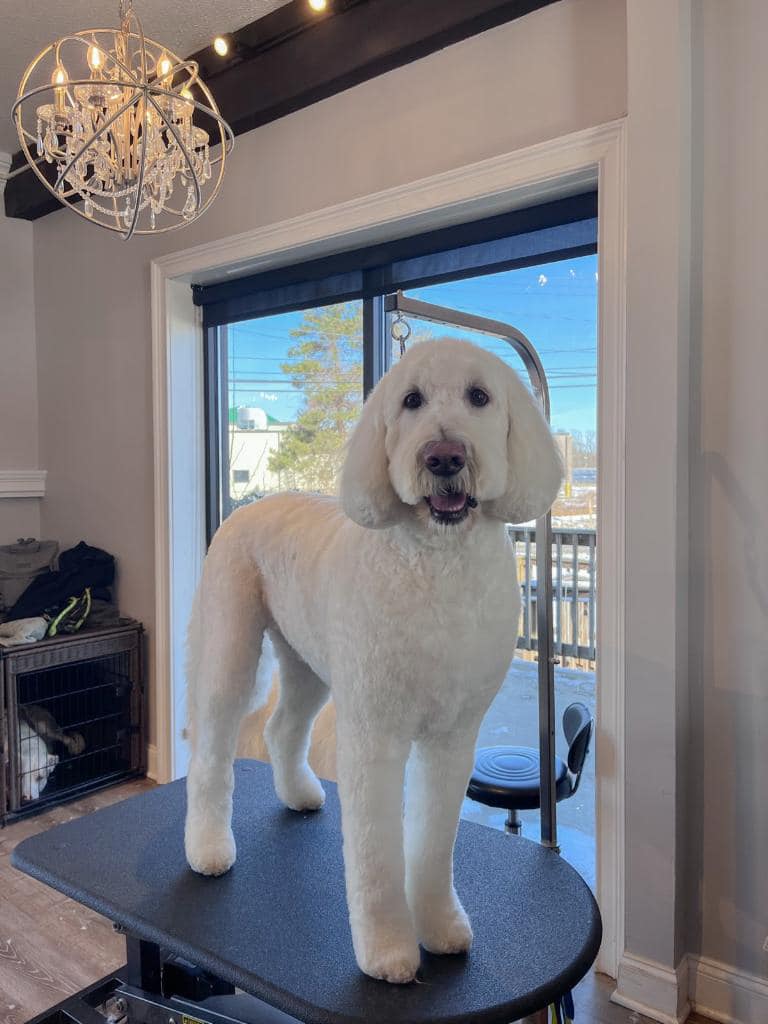 Cream doodle standing on a grooming table by a sliding glass door
