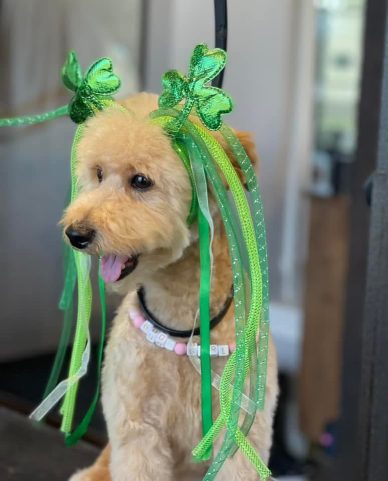 Doodle wearing a green shamrock headband with ribbons