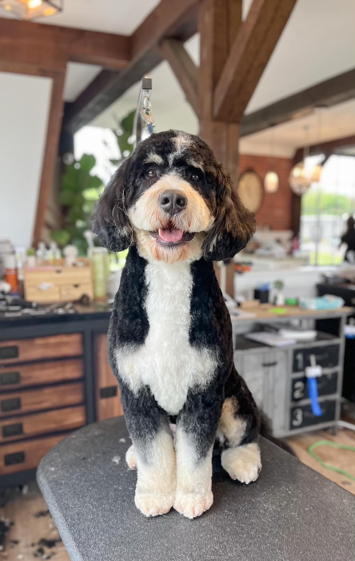 Black and white doodle sitting on a grooming table in the salon