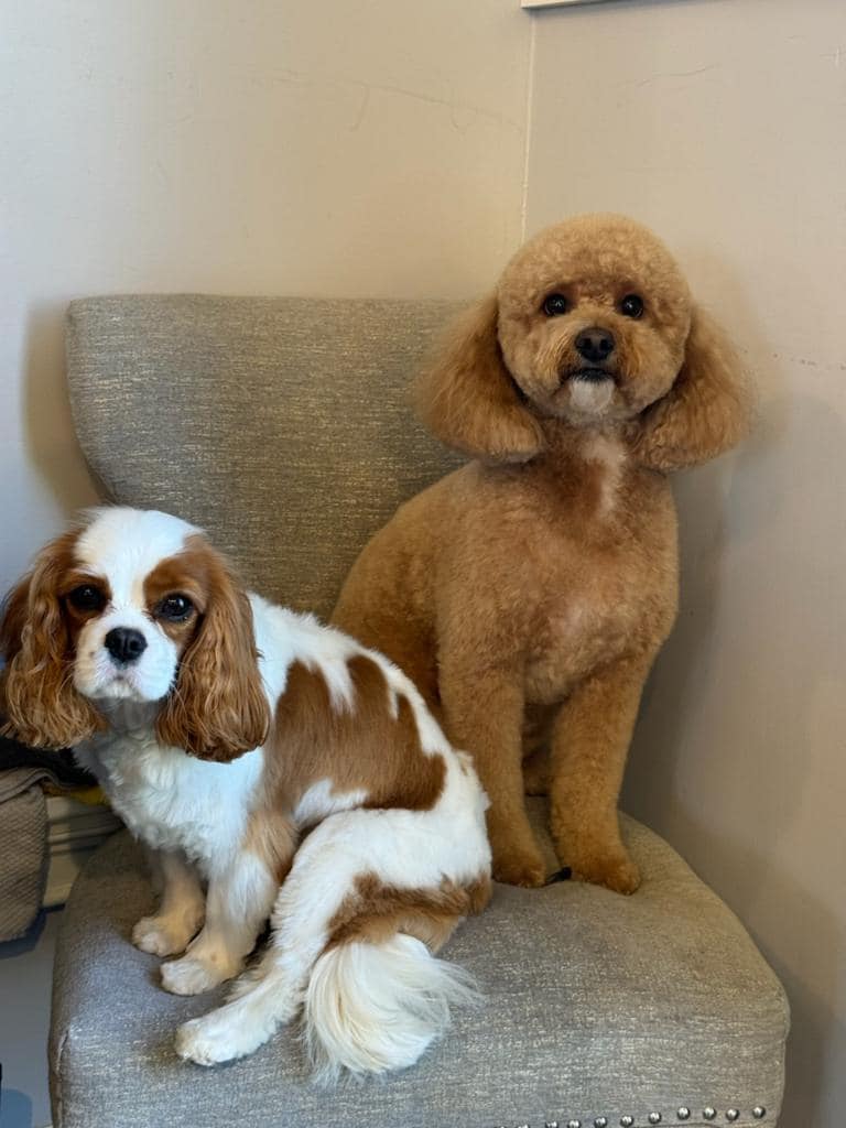 Cavalier King Charles spaniel and a red poodle sitting on an upholstered chair