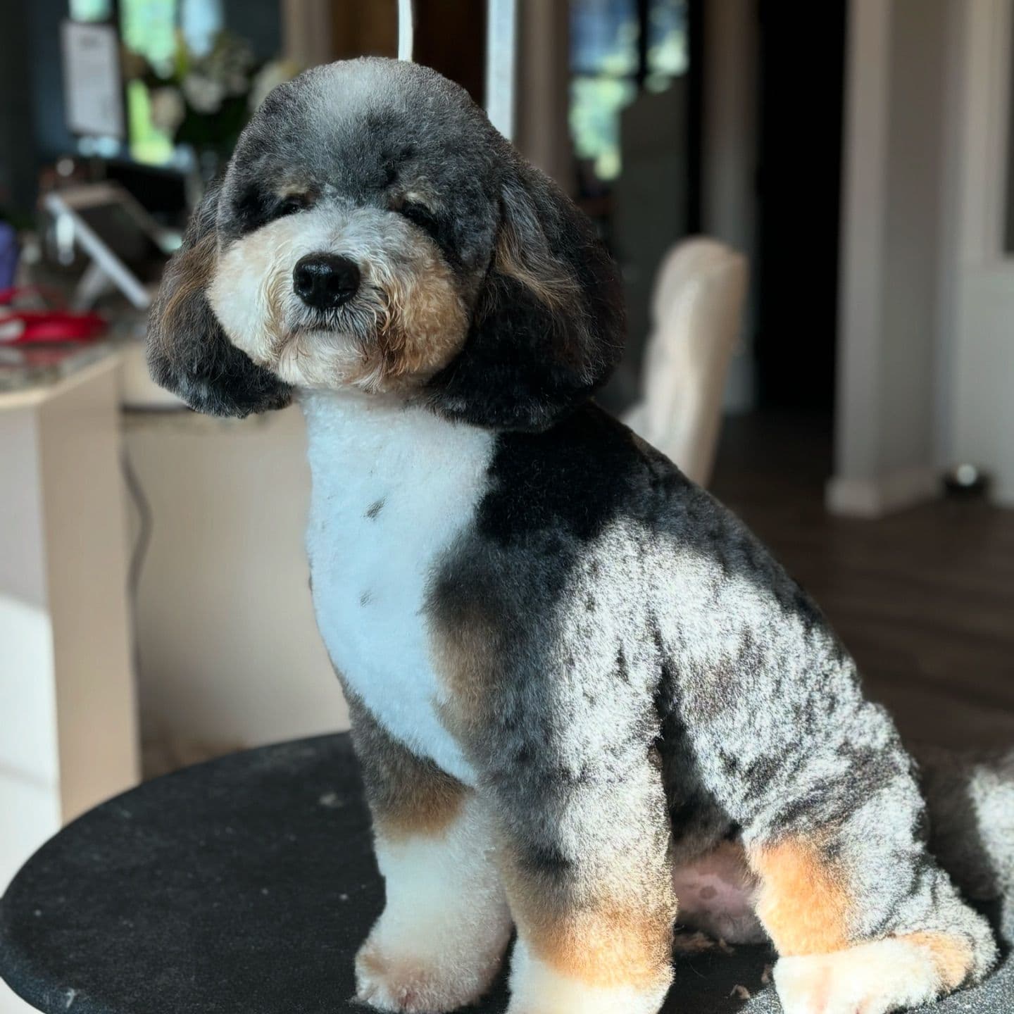 Merle doodle with a white chest sitting on a grooming table