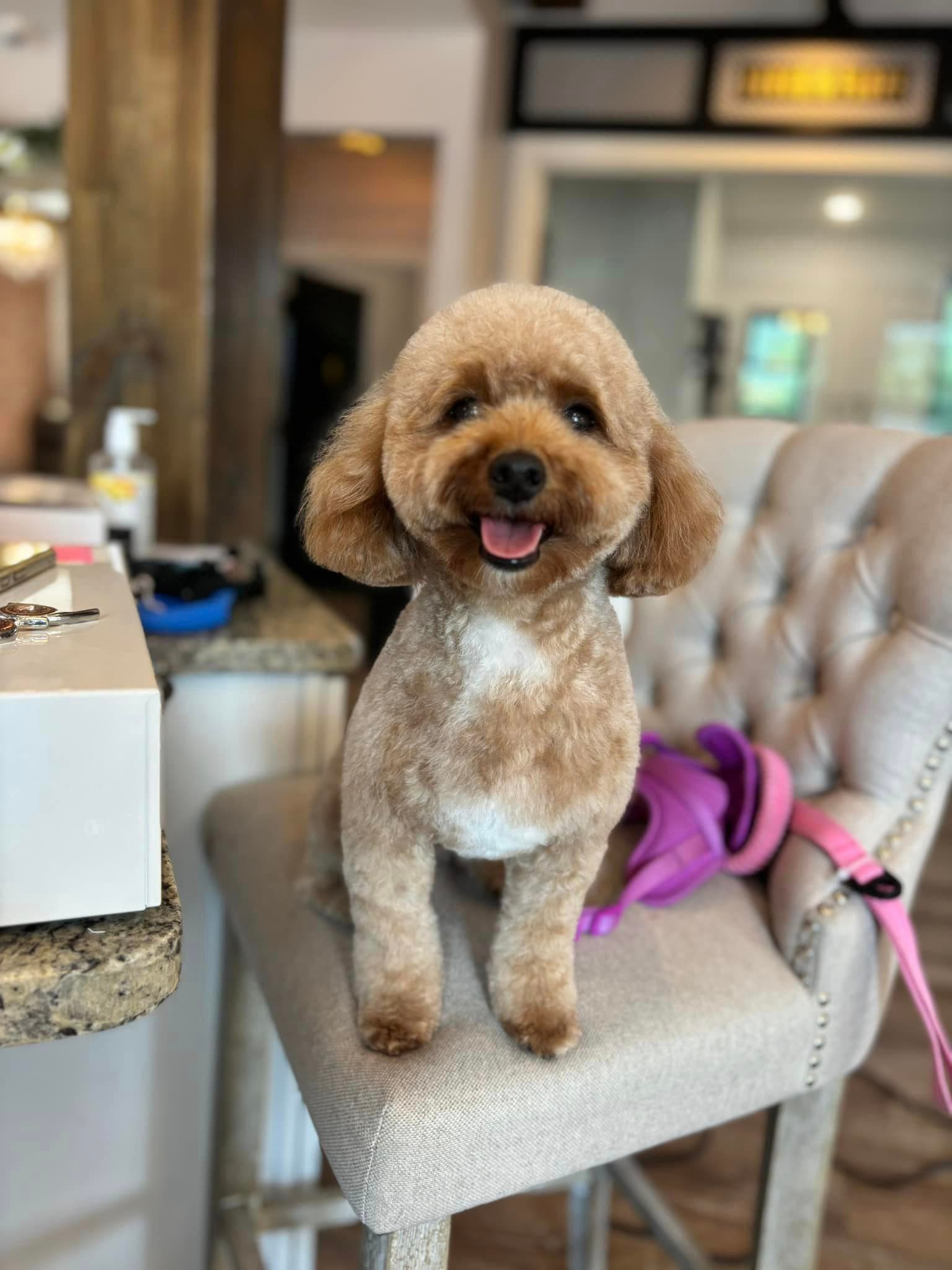 Apricot toy poodle sitting on a tufted chair