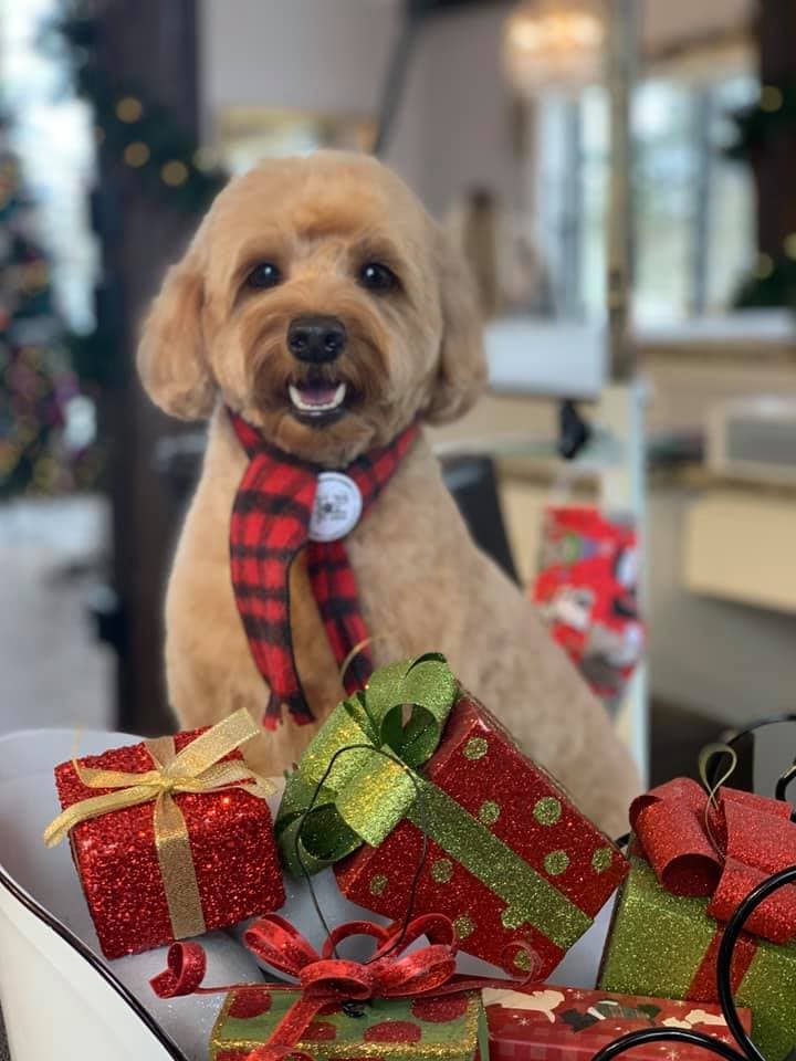Doodle in a plaid bandana posing behind wrapped Christmas presents