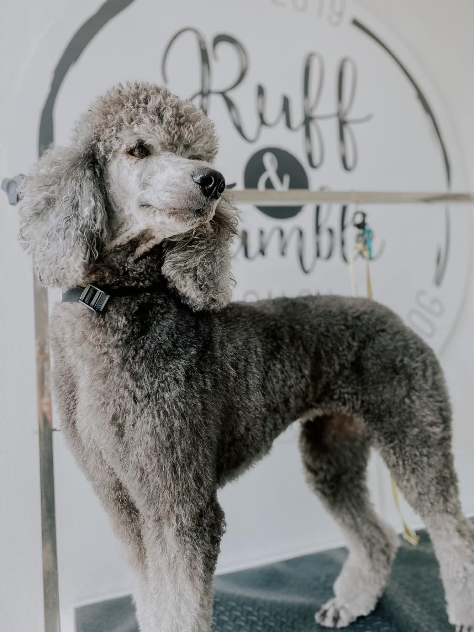 Silver standard poodle standing in front of the Ruff & Tumble logo