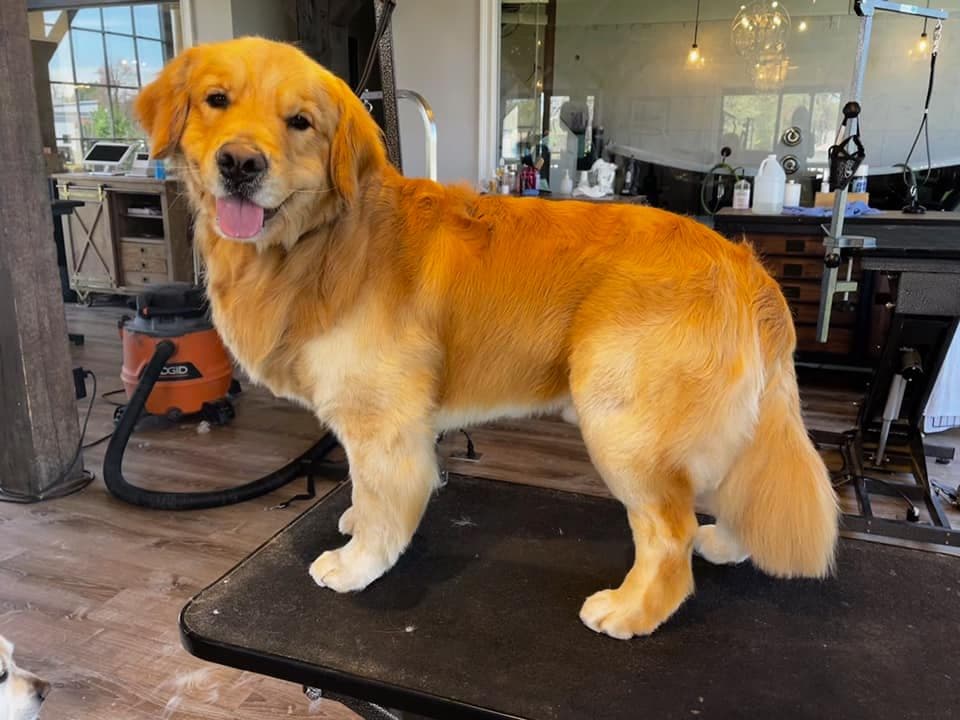 Golden retriever standing on a grooming table after a groom