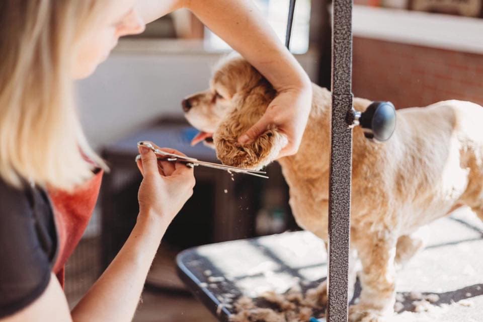 Groomer hand-scissoring the face of a buff cocker spaniel